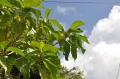 grenada, caribbean, west indie-133